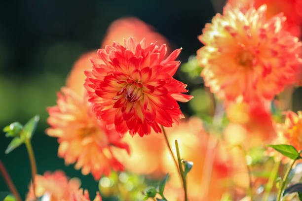 Dahlia is a member of the Compositae (also called Asteraceae) family of dicotyledonous plants, blooming in the autumn