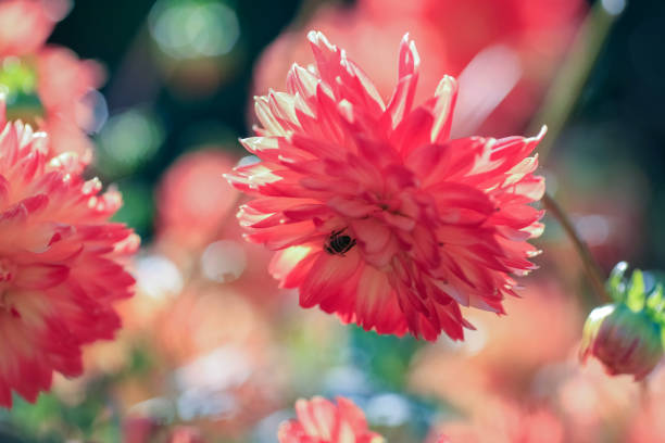 Dahlia is a member of the Compositae (also called Asteraceae) family of dicotyledonous plants, blooming in the autumn