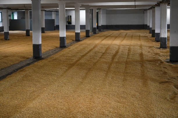 istock Barley grains left for germination on a malting floor in a Scottish whisky distillery. 2160066822