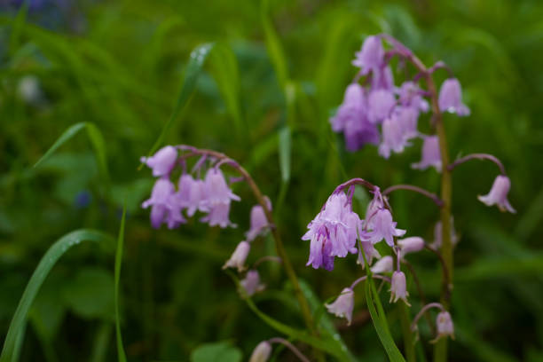 Bright Hyacinthoides blossom