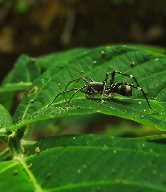 istock Black Corinnomma ,Corinnomma severum spider on a green leaf. 2160067031