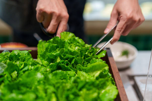 Various hydroponic vegetables are served at a salad bar counter in a luxury restaurant, where customers can enjoy fresh and self-cutting salad vegetables. This offers a good experience and promotes healthy eating.