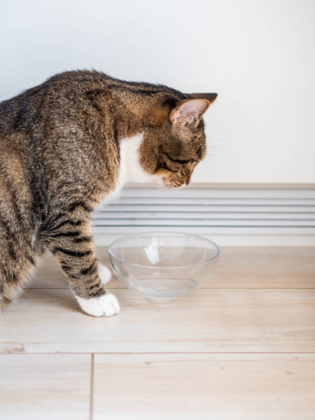 istock Tabby cat looking at an empty bowl in the kitchen and waiting for food. 2160073362