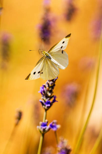 Butterfly opens wings on Lavender plant.