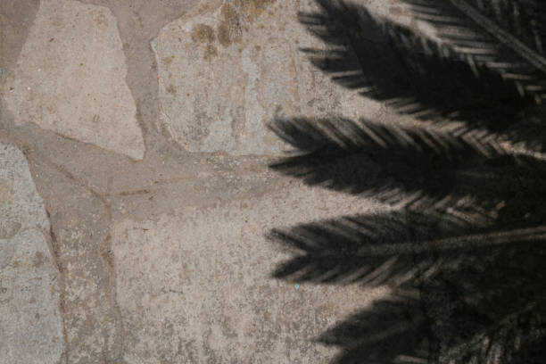 Middle East, Saudi Arabia, Tabuk, Duba. Shadow of a palm tree on a road in the port city of Duba.