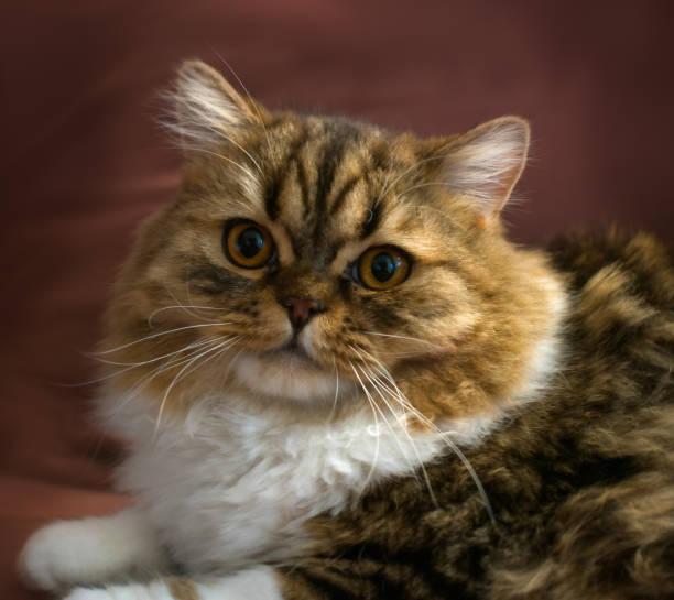 istock Cute Scottish fluffy cat, close-up, with copy space. 2160076311