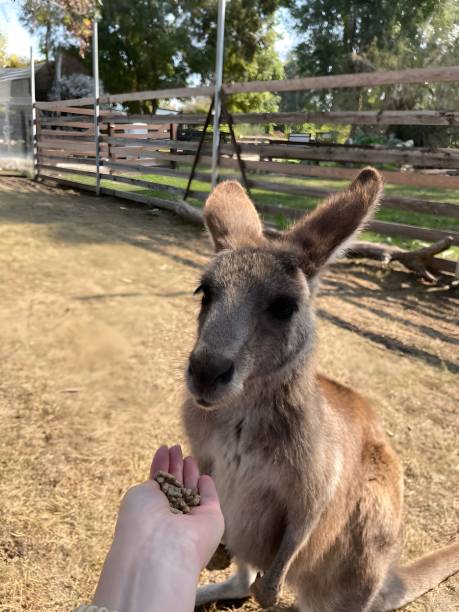 istock A girl is feeding a small kangaroo 2160076599