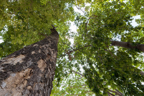 istock A low-level ant-eye view, looking through the base of a large, towering tree. 2160077682