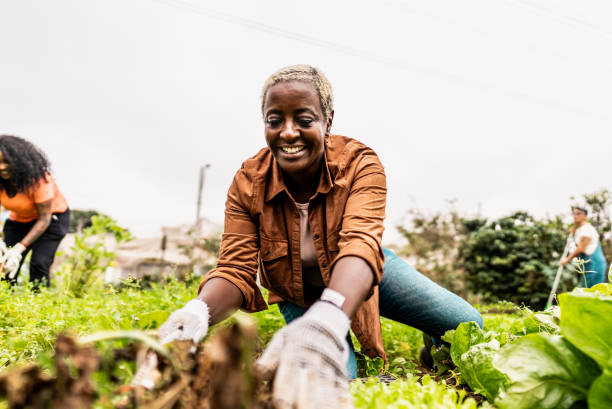 istock Mature woman working on a community garden 2160078211