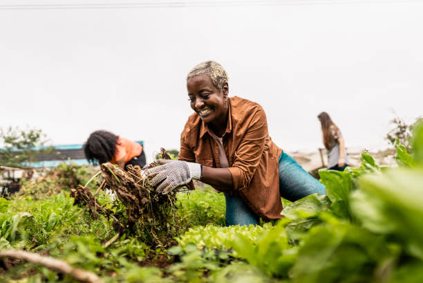 istock Mature woman working on a community garden 2160078229