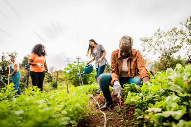 istock Mature woman working on a community garden 2160078282