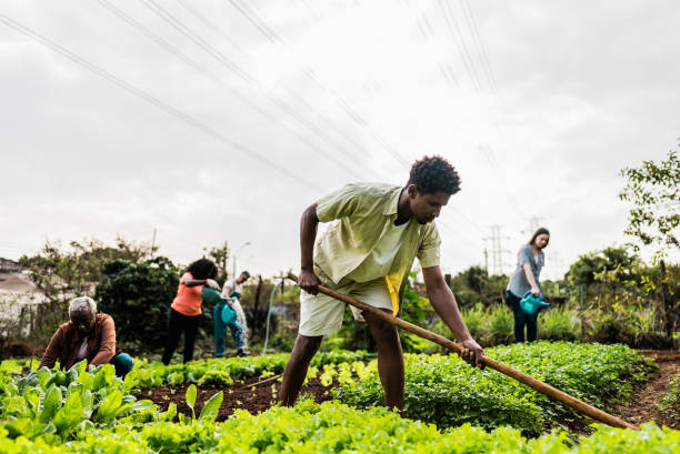 istock Young man weeding on a community garden 2160078360