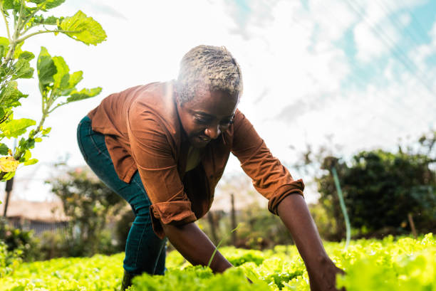istock Mature woman working on a community garden 2160078468