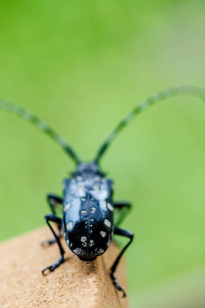 Longhorn Beetles