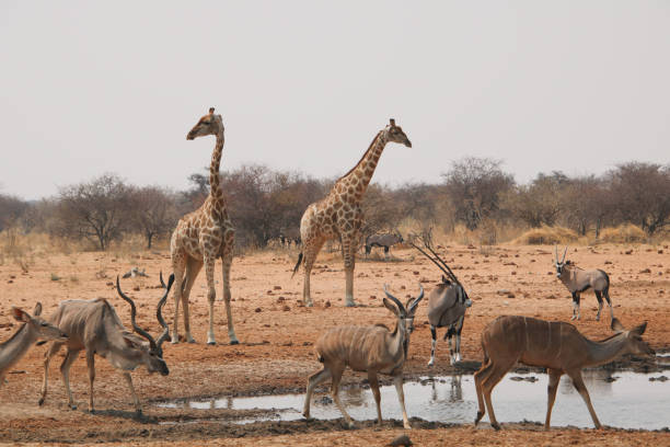 istock Wildlife gathered to drink 2160081715