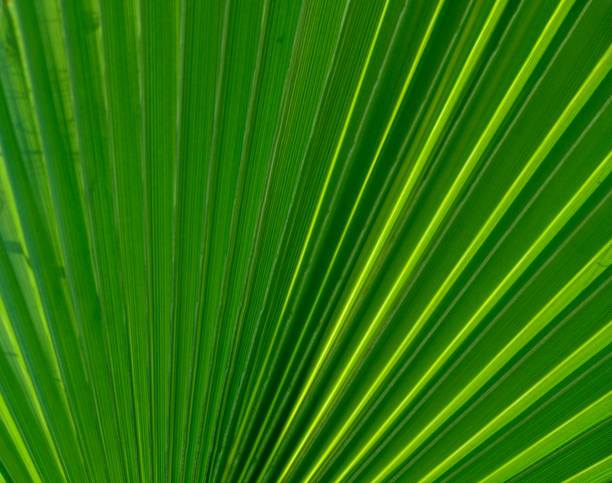 istock palm leaf as a background for photos 3 2160085628