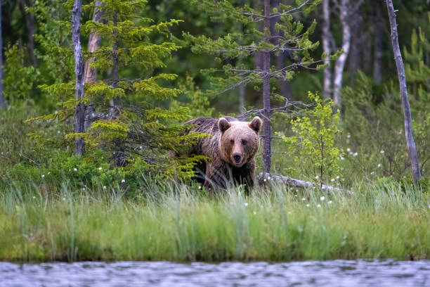 Brown bear in taiga, walk around the lake.