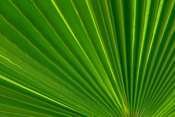 istock palm leaf as a background for photos 2 2160086130