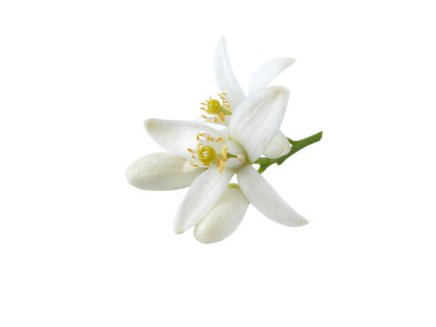 istock Neroli blossom flowers and buds isolated on white 2160086355
