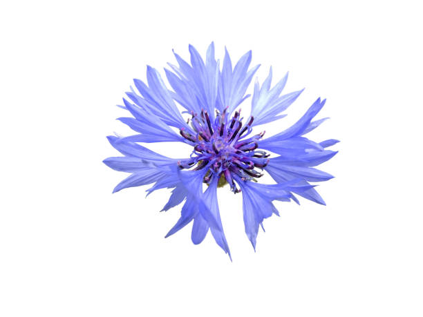 istock Centaurea cyanus,cornflower or bachelor's button blue flower isolated on white. 2160086403