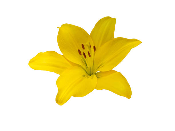 Yellow Lily Flowers on black background