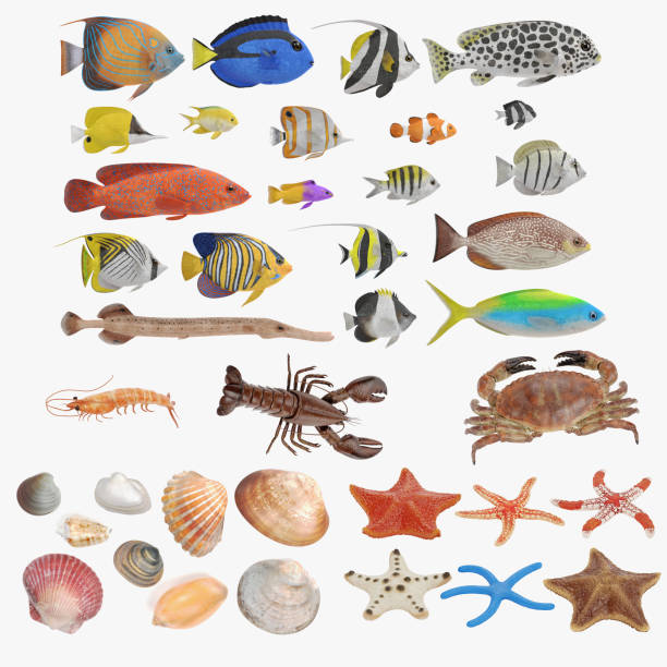 Realistic 3D Render of Sealife Collection