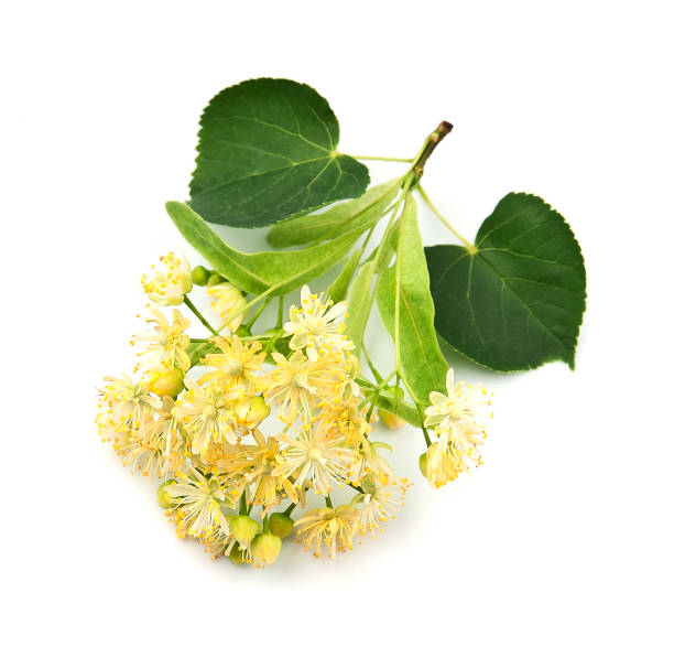 istock Twig of linden tree 2160087441