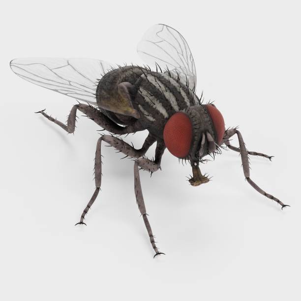 istock Realistic 3D Render of House Fly 2160088910