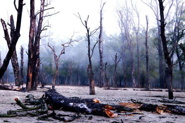 istock Destruct forest with fog 2160089223