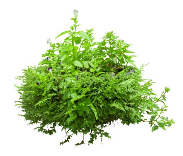 istock Tropical plant bush shrub white flower green tree isolated on white background. This has clipping path. 2160089639
