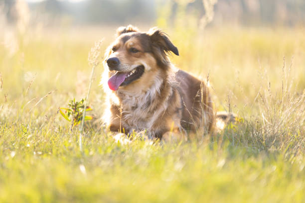 Brown cute happy dog lying on meadow in sunny day. Golden retriever Mixed-Breed. This file is cleaned and retouched.