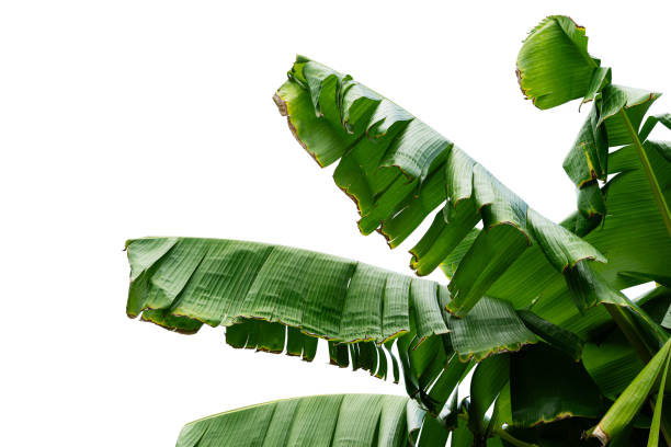 closeup of green banana leaf isolated with clipping path.