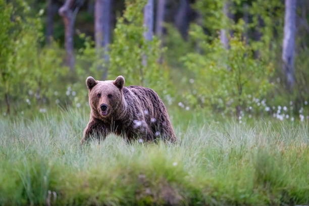 istock Brown bear in taiga, walk around the lake. 2160090686