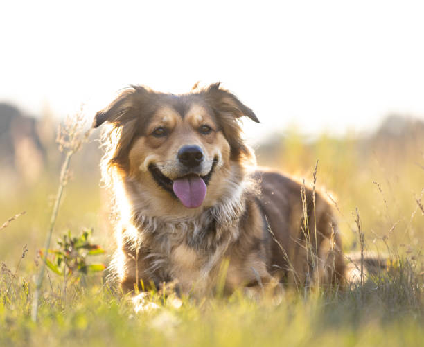 istock Brown cute happy dog lying on meadow in sunny day 2160091249