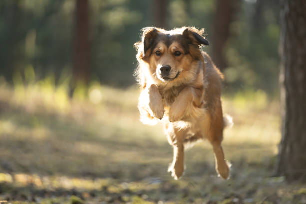 Brown cute happy dog jumping in forest in sunny day. Golden retriever Mixed-Breed Dog. This file is cleaned and retouched.