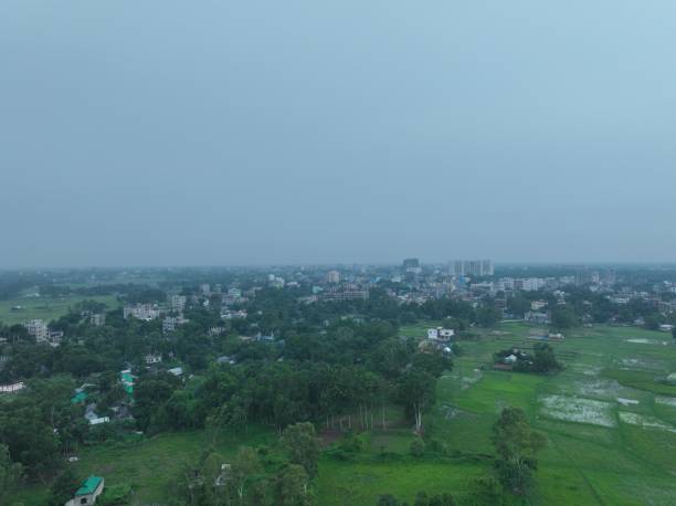 with trees and rice field