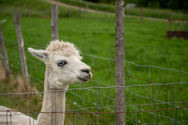Headshot of alpaca during summer day