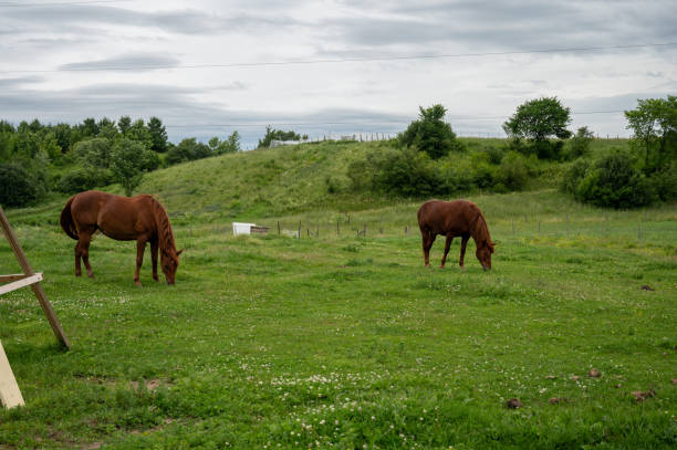 Multiple horses in pasture with white fence.