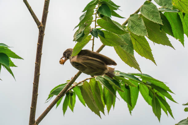 Streak eared bulbul or Pycnonotus conradi bird perching and eating seed fruit on branch tree in tropical garden