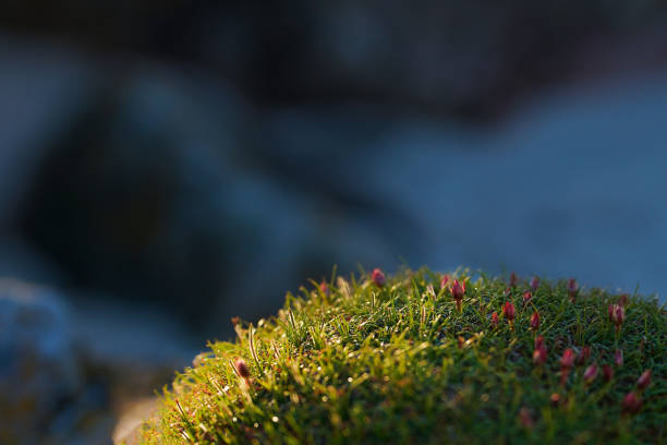 macro picture with fresh green moss