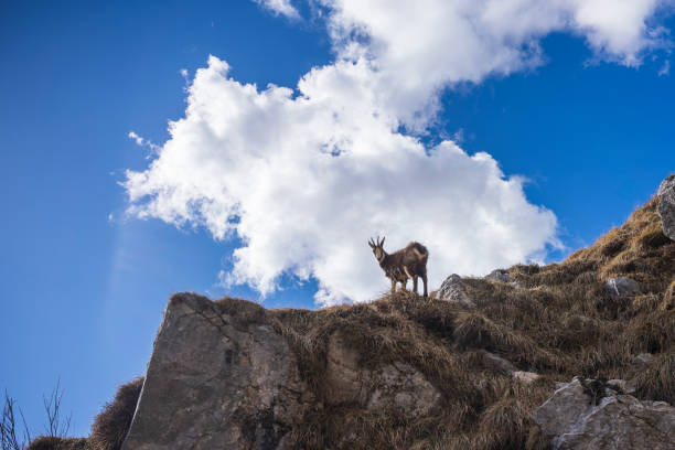 Chamois on high mountain meadows looking at camera, blue sky with clouds in the background