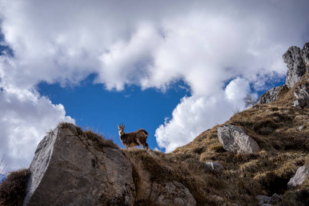 Chamois on high mountain meadows looking at camera, blue sky with clouds in the background