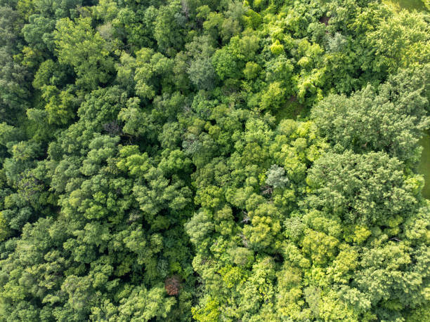 istock Aerial view of forest 2160097452