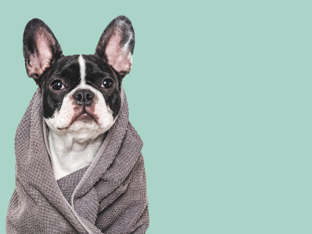istock Cute puppy and blue towel. Studio shot 2160097581