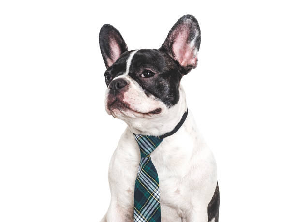istock Cute puppy and stylish tie. Studio shot 2160097589