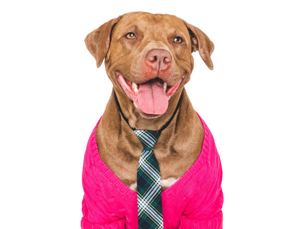 istock Cute dog, glasses and stylish tie. Studio shot 2160097601