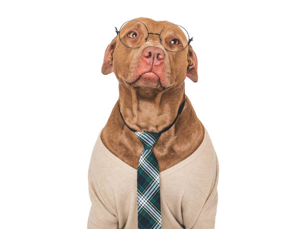 istock Cute dog, glasses and stylish tie. Studio shot 2160097652