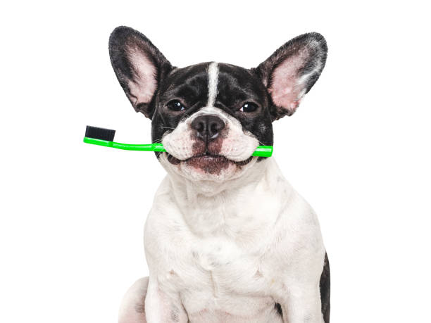 istock Cute puppy and toothbrush. Studio shot, isolated background 2160097801