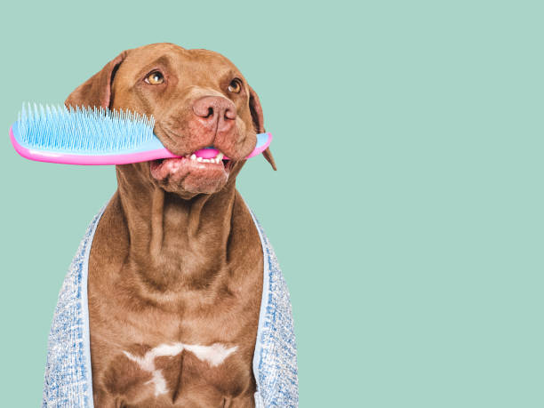 istock Cute brown dog with pink comb. Studio shot 2160097812