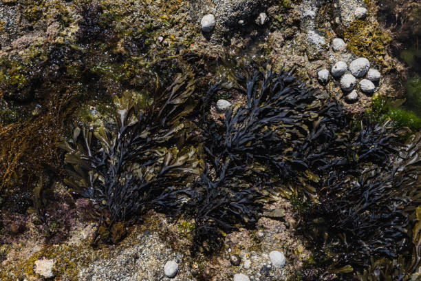 istock Seaweed, rocks and shells on the beach 2160099871